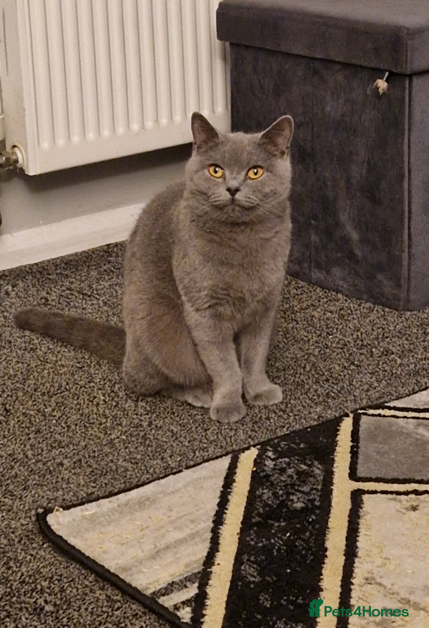 British Shorthair cats Female british shorthair  - Advert 8