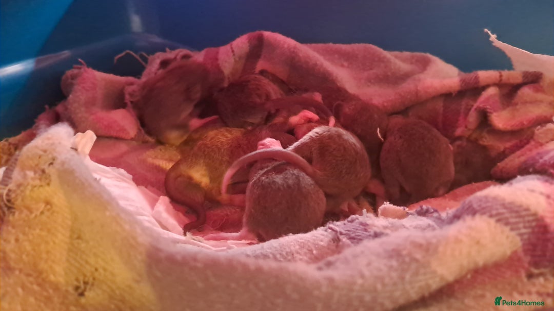Rat rodents for sale: Mixed Litter for sale! - Image 7