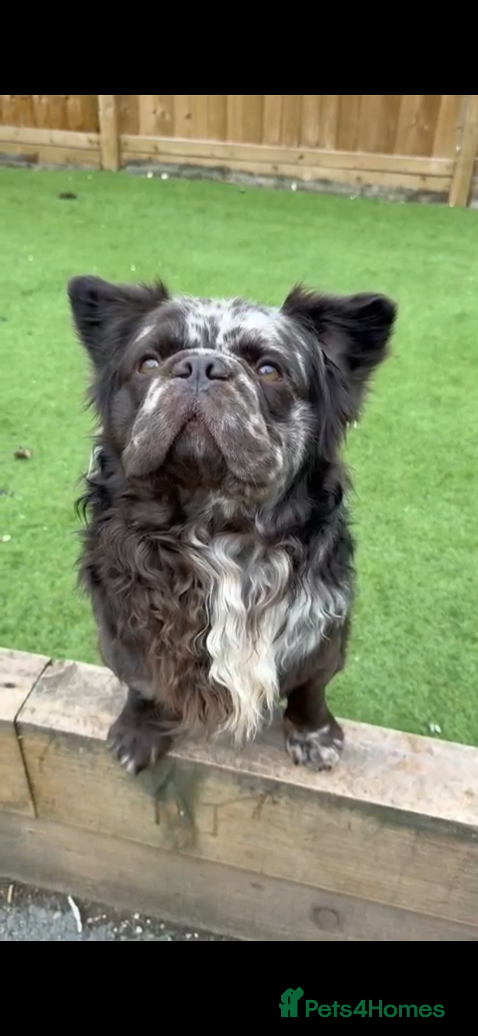 Mixed Breed dogs Vinnie  - Advert 2