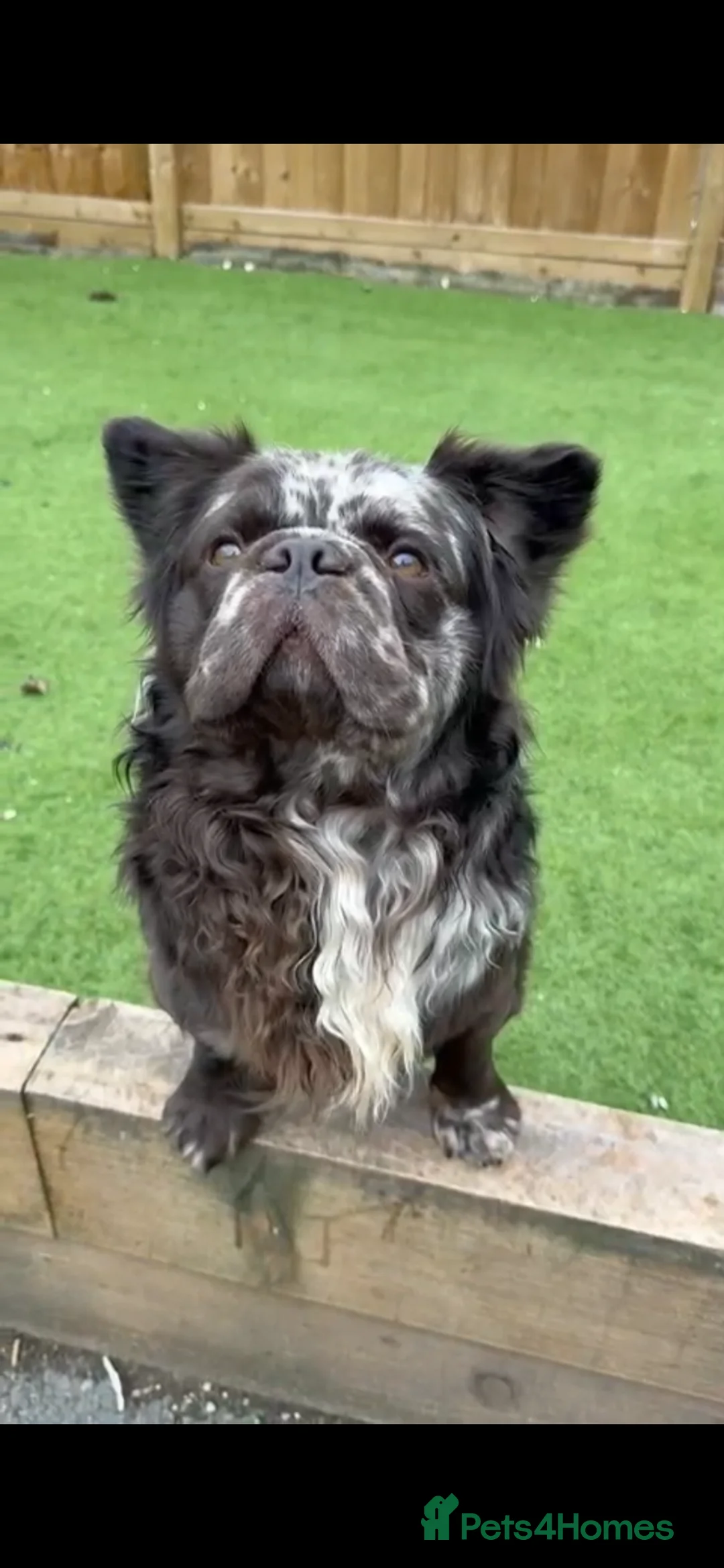 Mixed Breed dogs for sale: Vinnie  - Advert 1