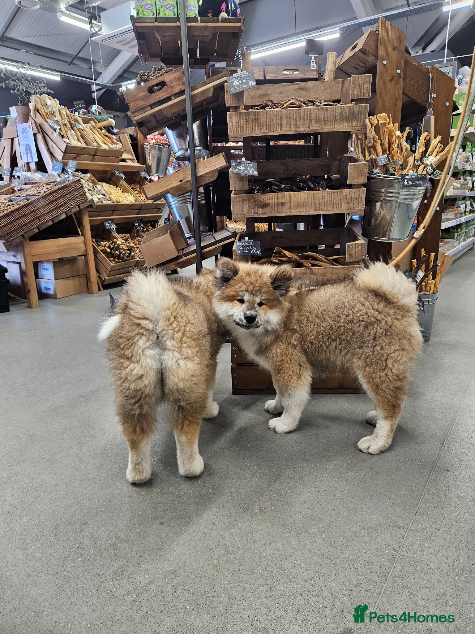 Japanese Akita Inu dogs for sale: RKC Registered Long-Coat Female - Advert 14