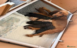 Cocker Spaniel dogs for sale: Beautiful Cocker Spaniel Litter  - Advert 1