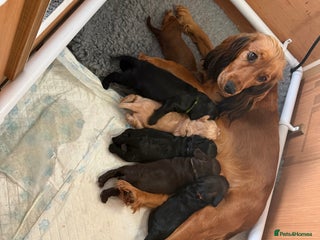 Cocker Spaniel dogs Beautiful Cocker Spaniel Litter - Advert 1