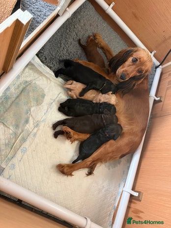 Cocker Spaniel dogs Beautiful Cocker Spaniel Litter - Advert 12