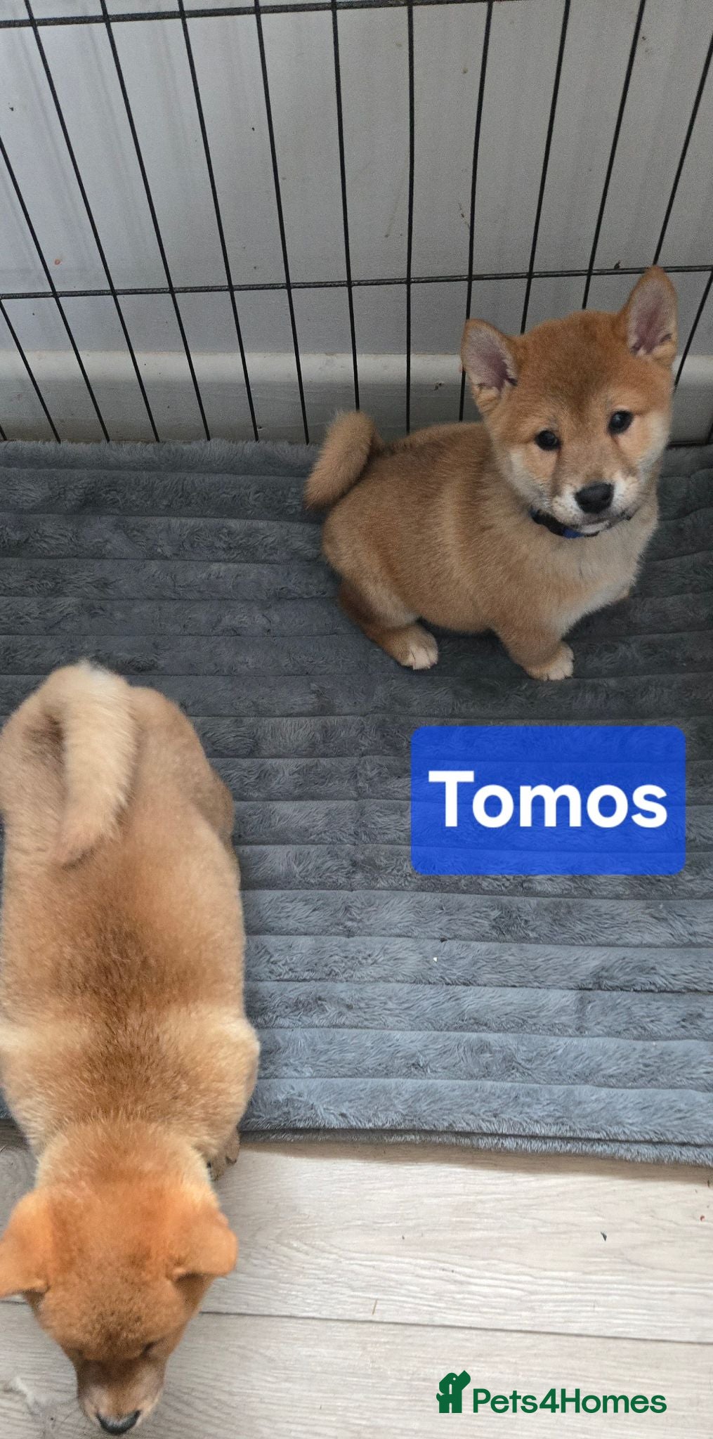 Japanese Shiba Inu dogs Foxy little shibas - Advert 2