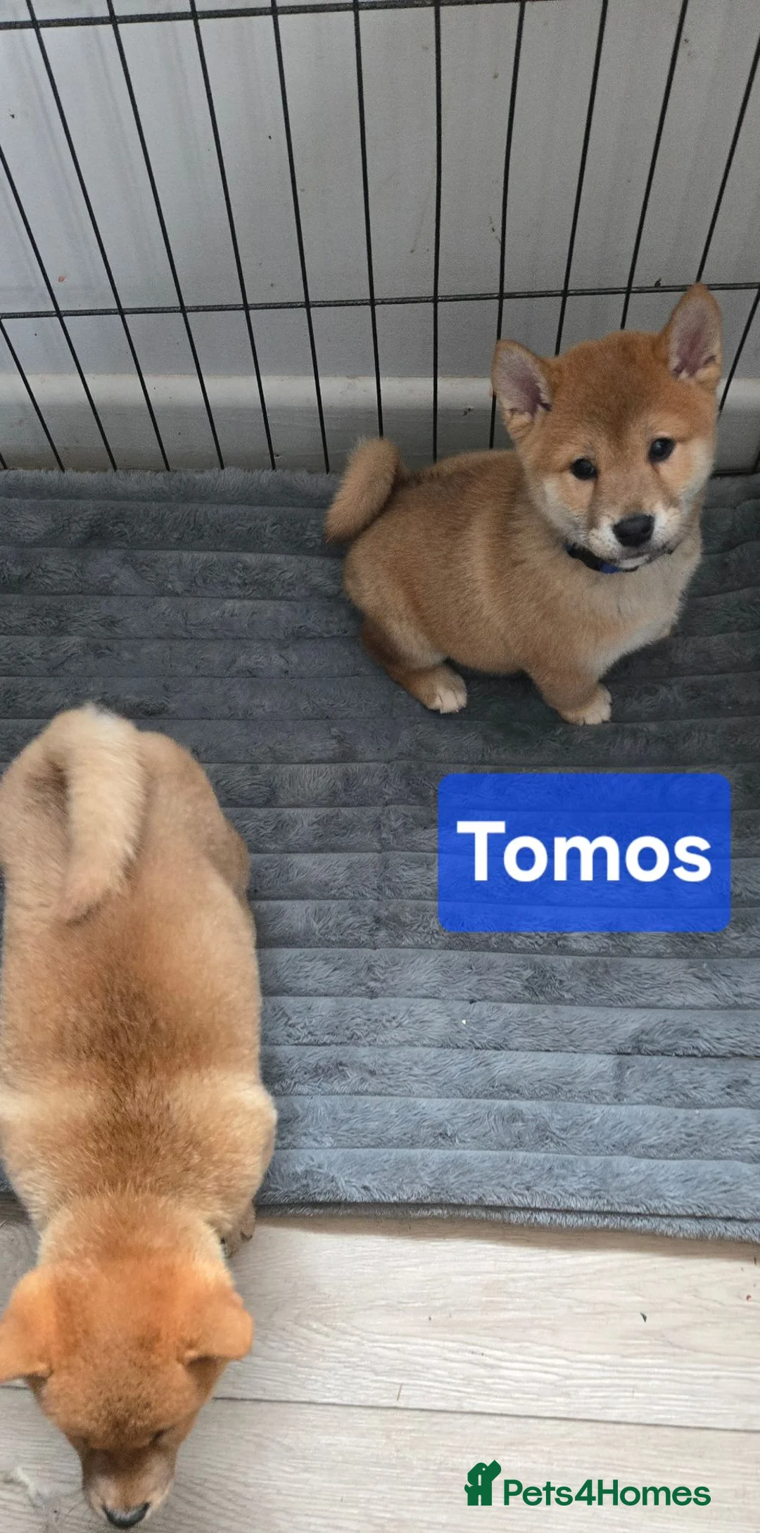 Japanese Shiba Inu dogs for sale: Foxy little shibas - Advert 2