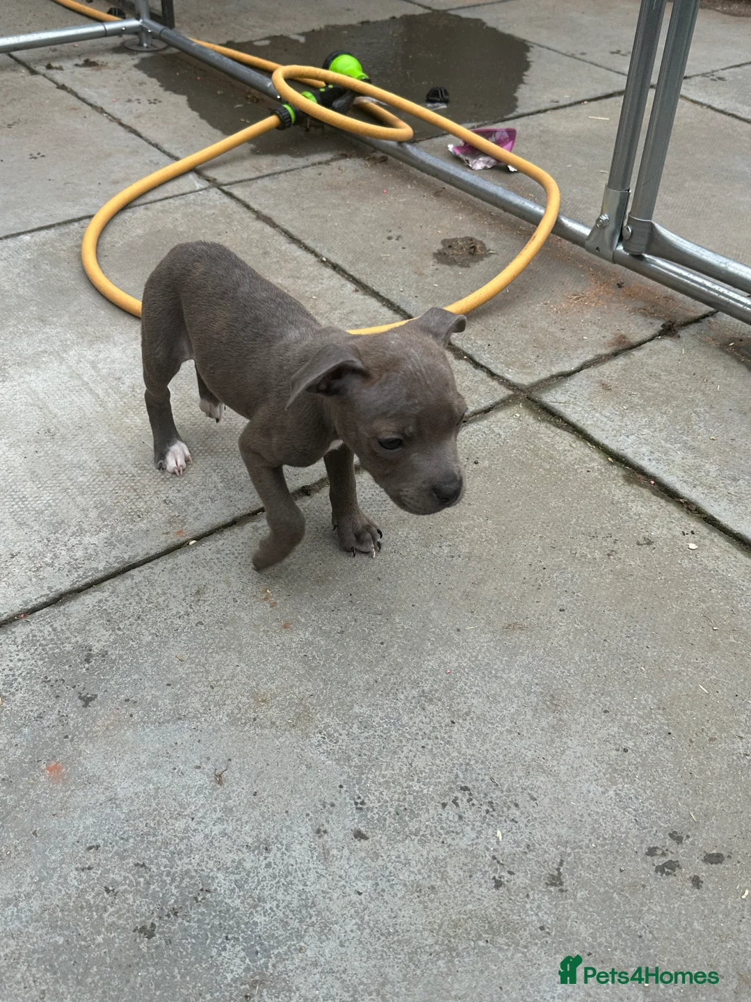Staffordshire Bull Terrier dogs for sale: Wee lulu - Advert 1