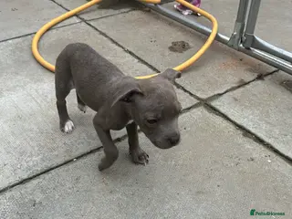 Staffordshire Bull Terrier dogs Wee lulu - Advert 1