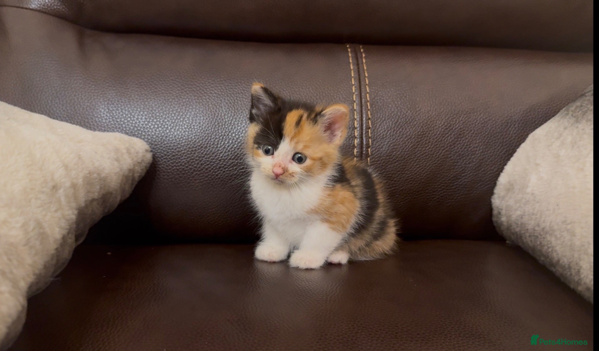 Mixed Breed cats Stunning Calico BSH - Advert 2