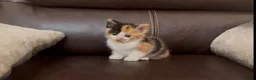 Mixed Breed cats for sale: Stunning Calico BSH - Advert 2