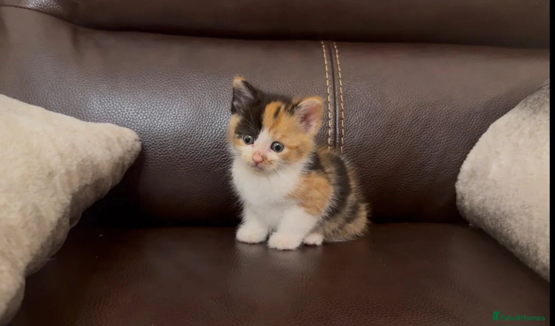 Mixed Breed cats for sale: Stunning Calico BSH - Advert 2