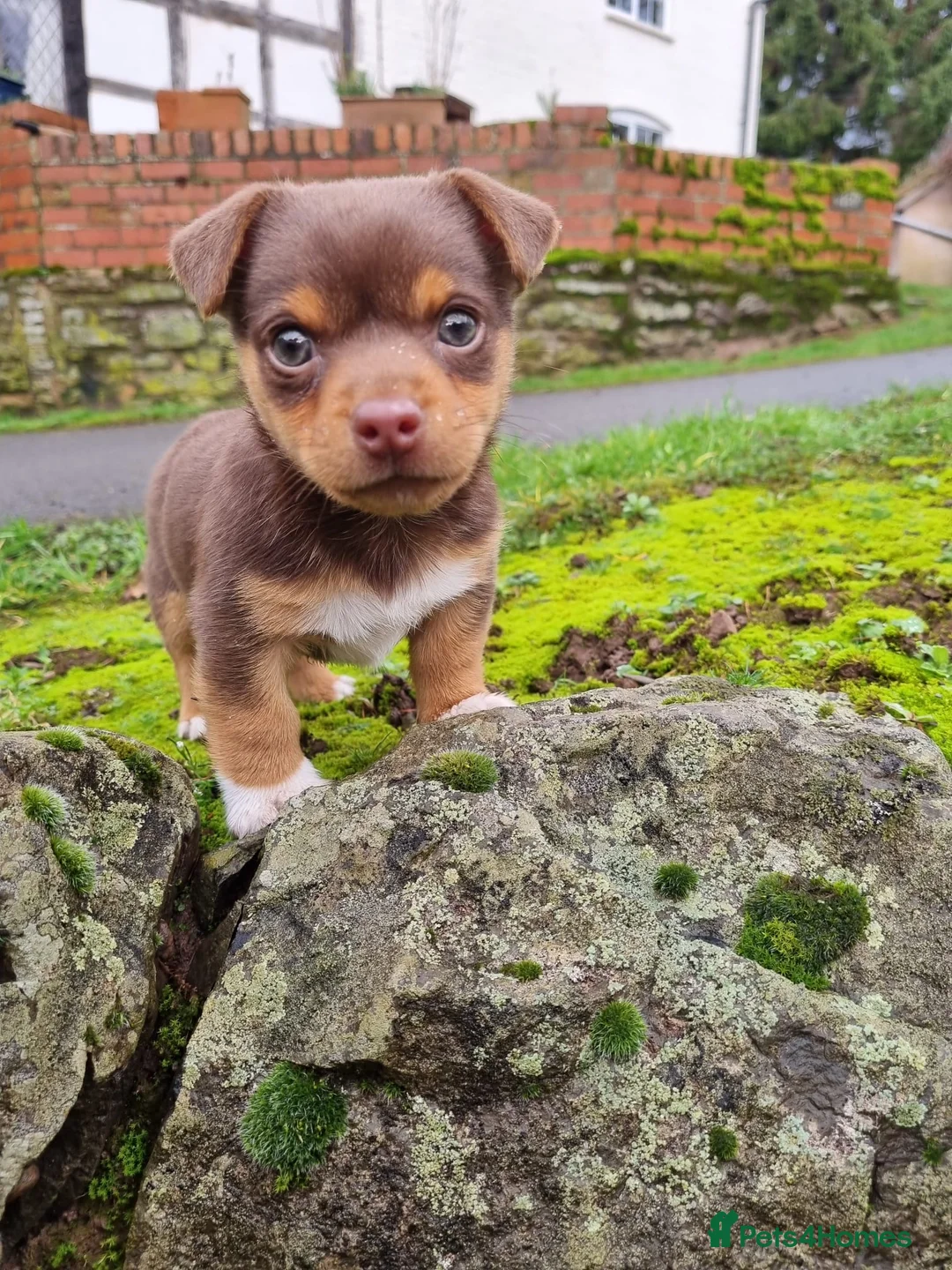 Jack Russell dogs for stud: Miniature Chocolate and Tan Jack Russell For Stud in Ebbw Vale - Advert 8