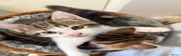 Domestic Shorthair cats for sale: 🐾✨ BEAUTIFUL RARE CALICO/TIGER PATTERN BOYS ✨🐾 - Advert 14