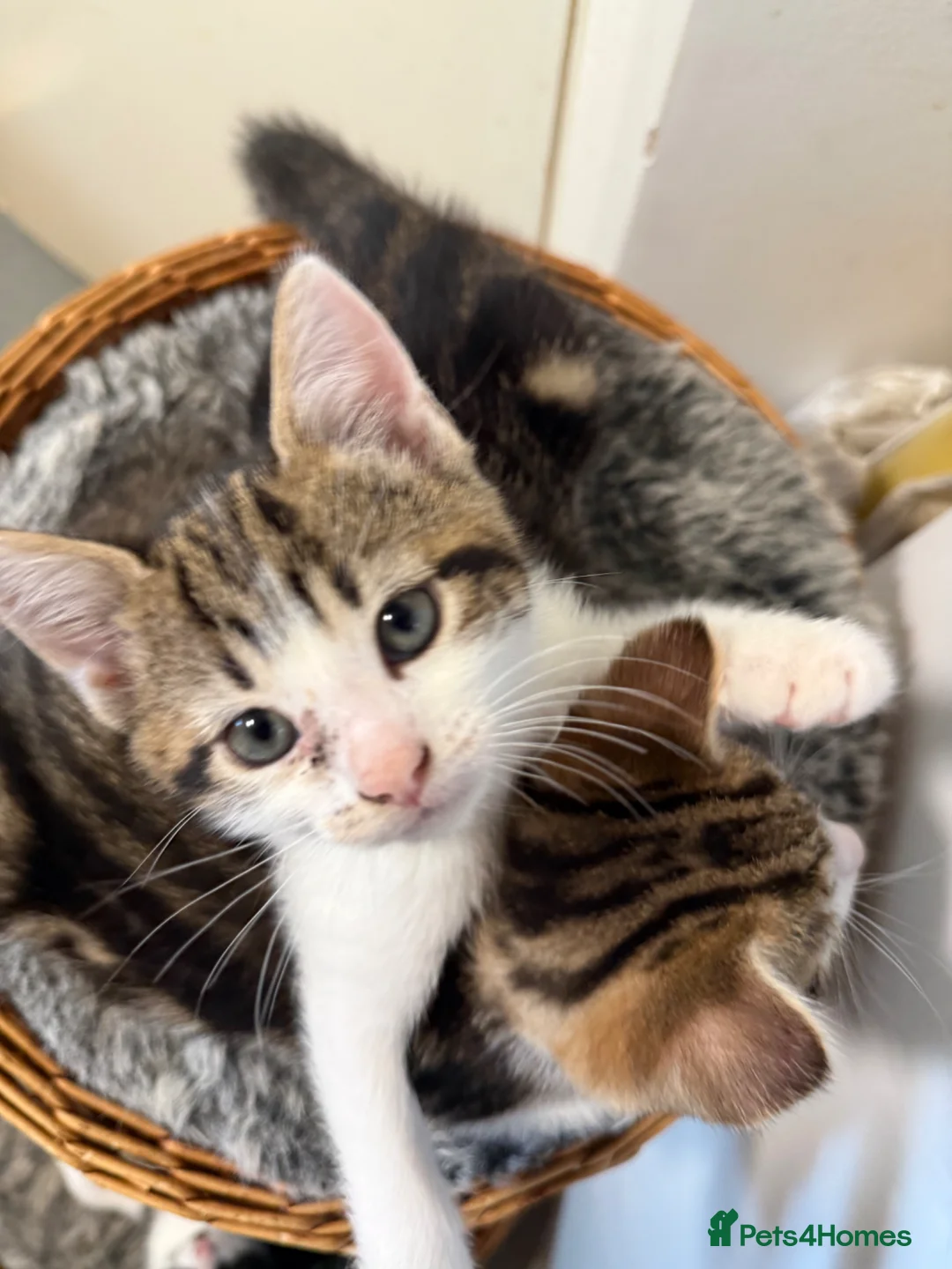 Domestic Shorthair cats for sale: 🐾✨ BEAUTIFUL RARE CALICO/TIGER PATTERN BOYS ✨🐾 - Advert 14