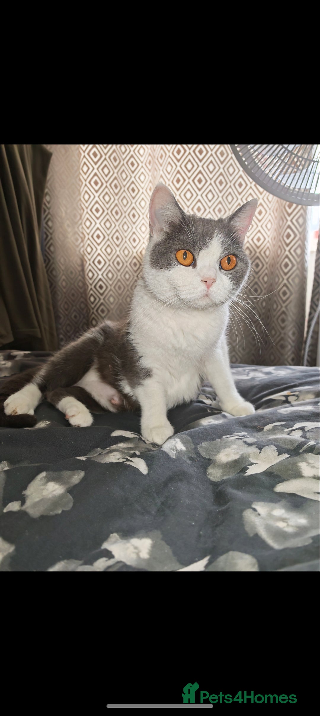 British Shorthair cats for sale: British shorthair  - Advert 1