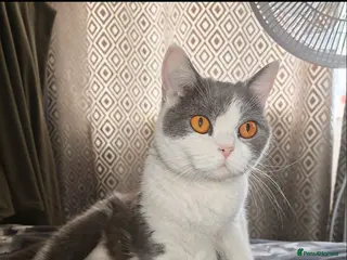 British Shorthair cats British shorthair - Advert 2