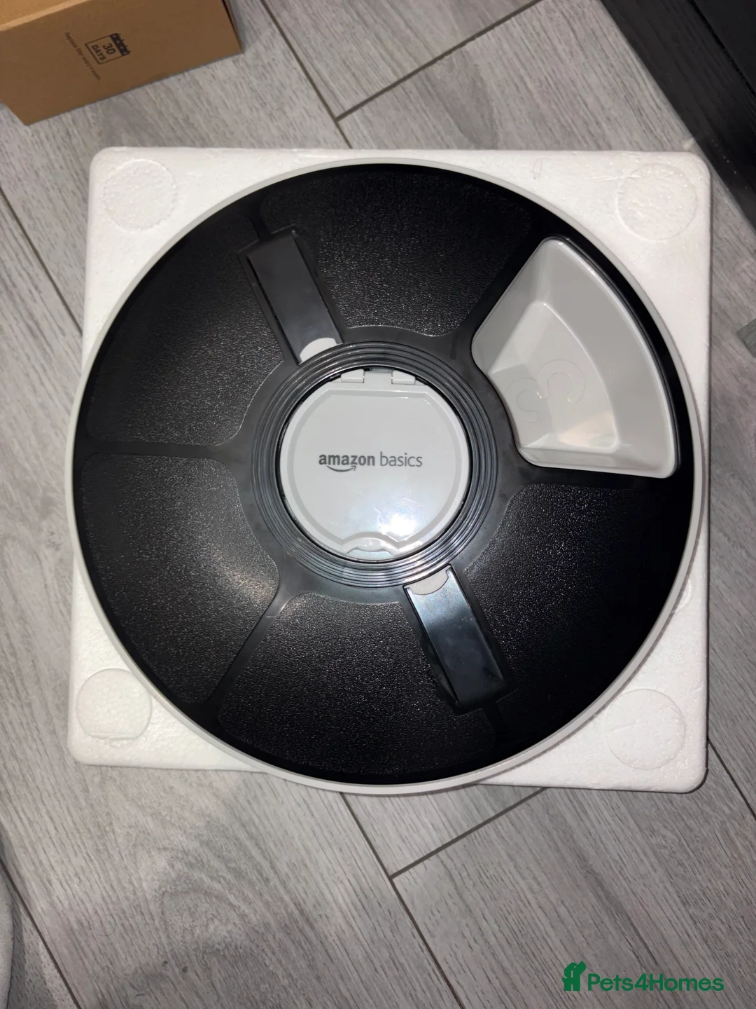 Ragdoll cats for sale: White Female Ragdoll for sale - Advert 20