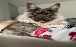 Maine Coon cats for stud: Proven GCCF & TICA Black Smoke stud in Bolton - Image 11