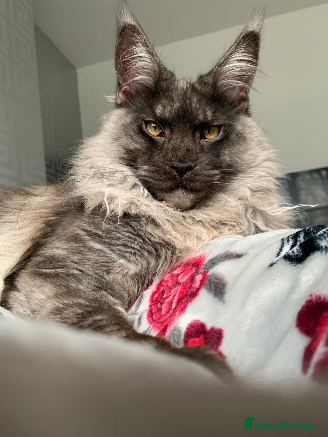 Maine Coon cats for stud: Proven GCCF & TICA Black Smoke stud in Bolton - Image 11