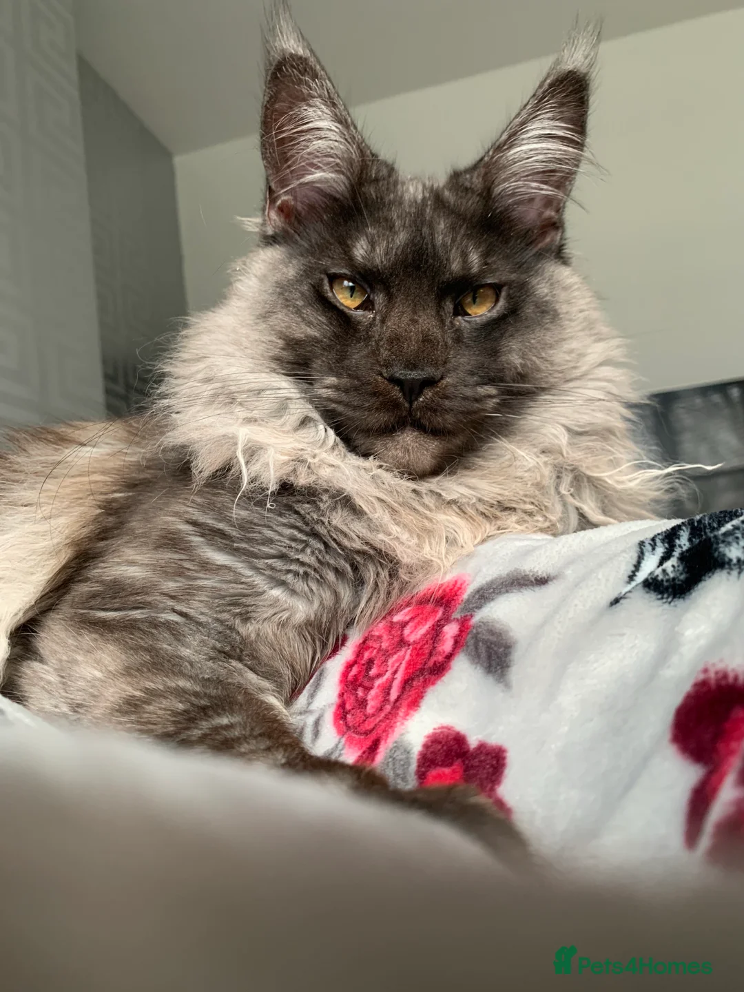 Maine Coon cats for stud: Proven GCCF & TICA Black Smoke stud in Bolton - Advert 12