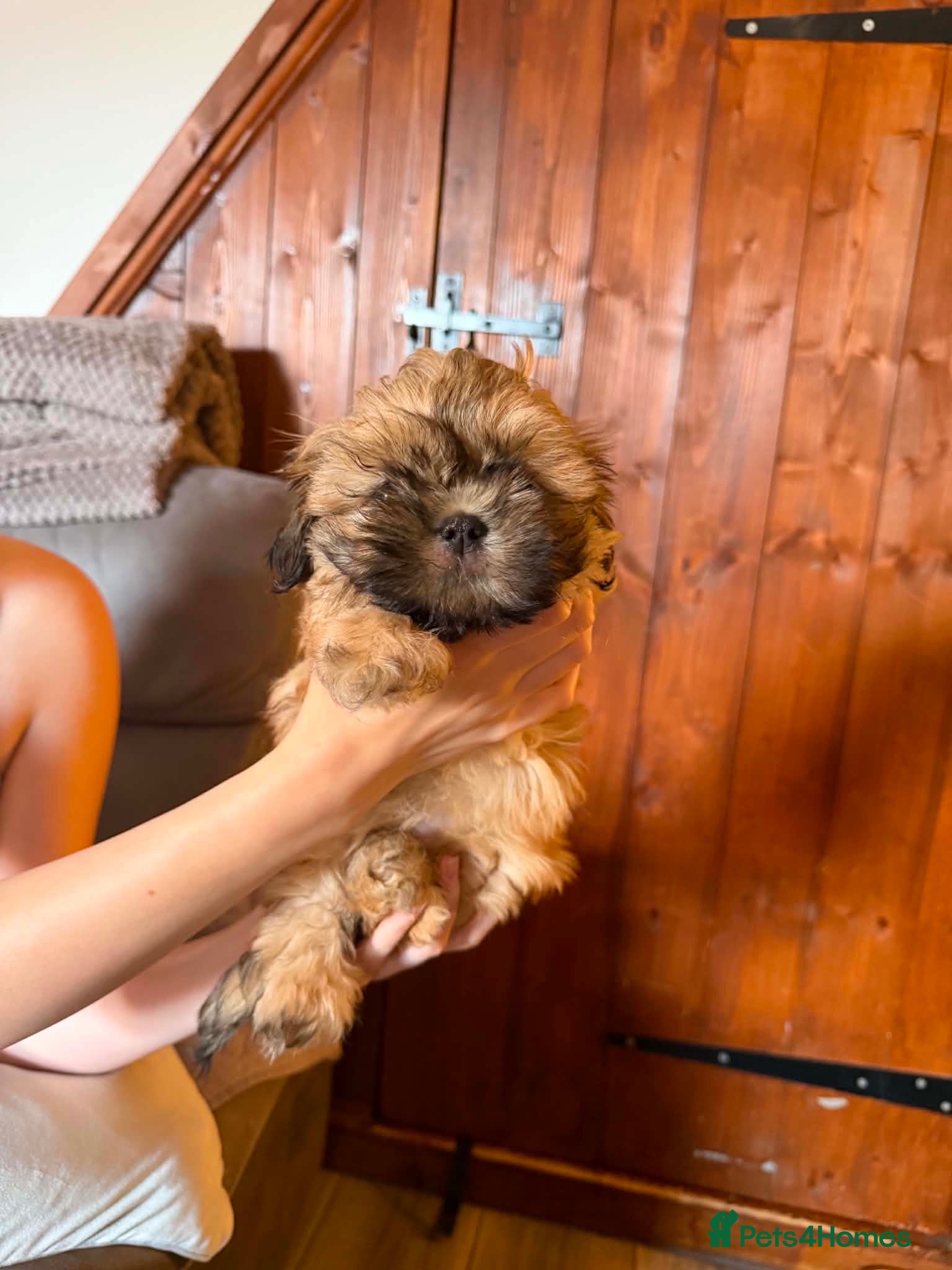 Shih Tzu dogs imperial karishishi dobie shih tzu ready now - Advert 1