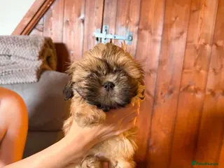 Shih Tzu dogs imperial karishishi dobie shih tzu ready now - Advert 1