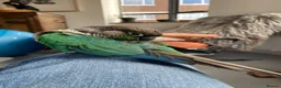 Conures birds for sale: Hand reared green cheek conure in London - Advert 1