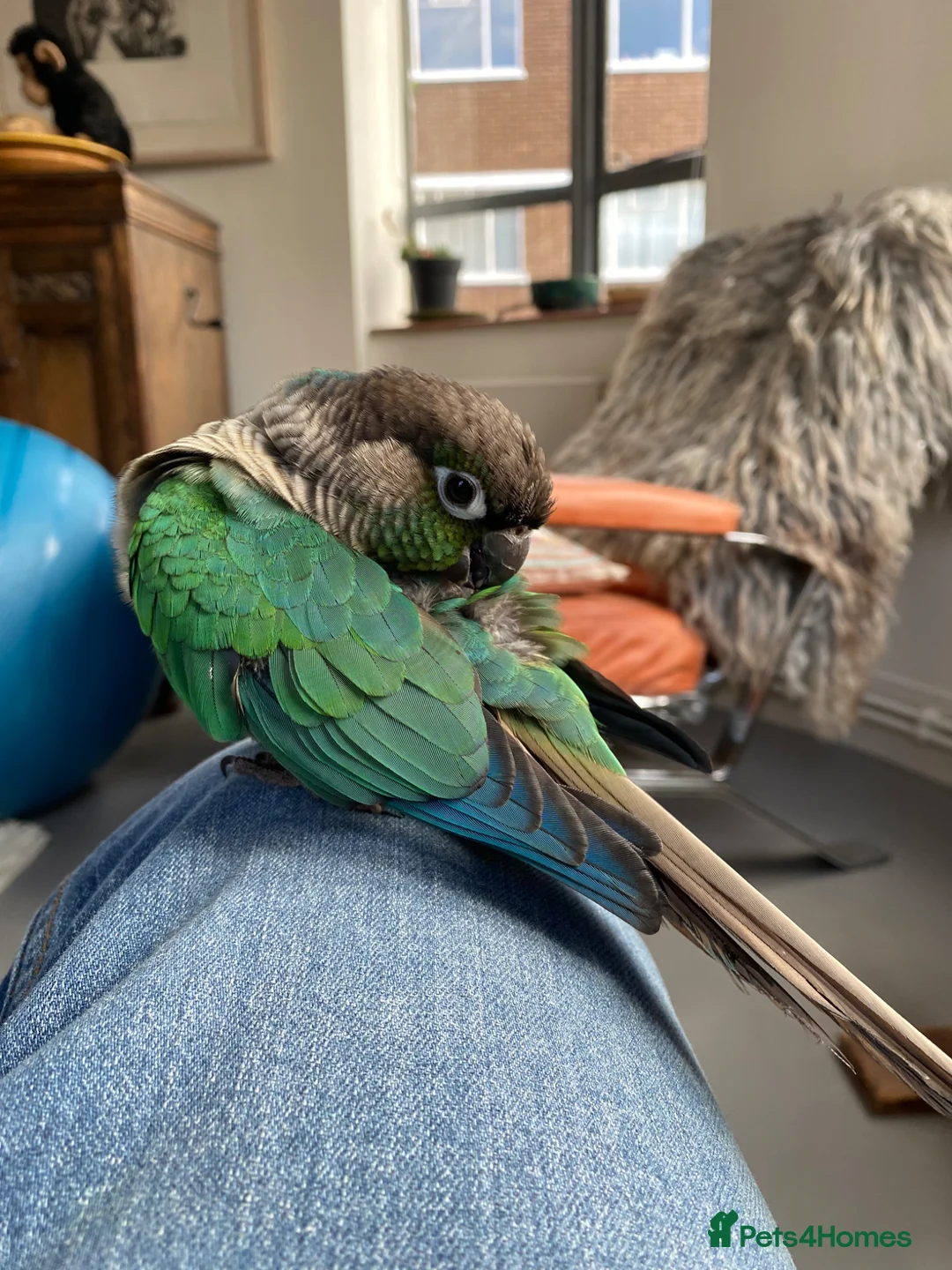 Conures birds for sale: Hand reared green cheek conure in London - Advert 1