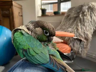 Conures birds Hand reared green cheek conure - Advert 12