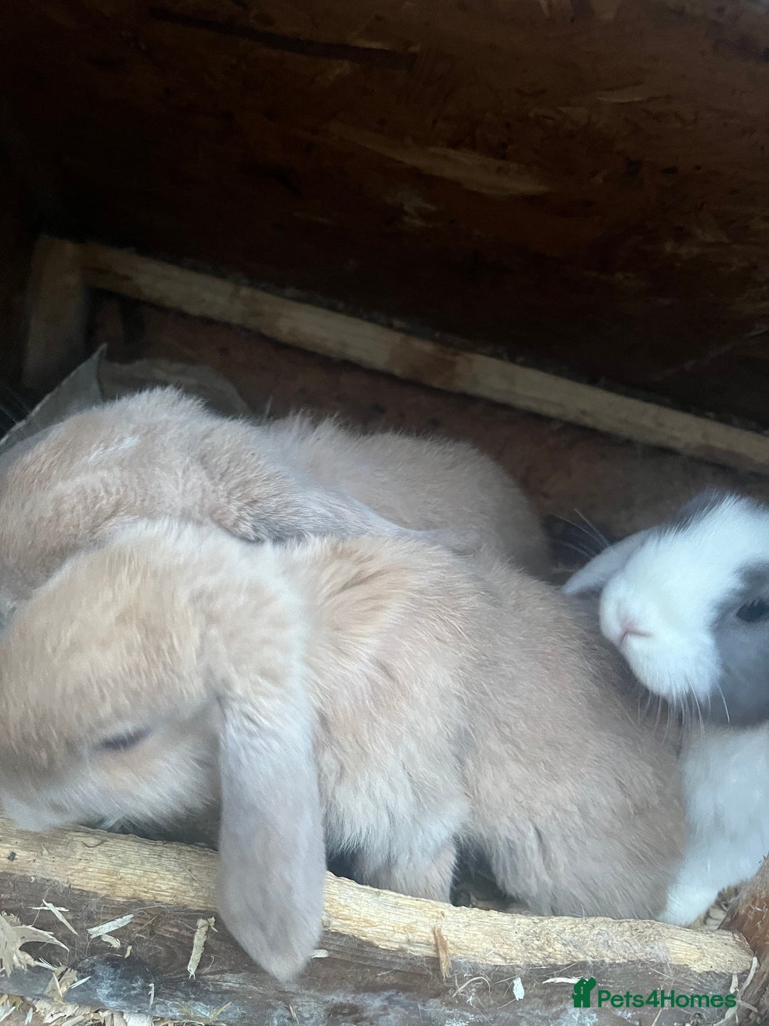 Mini Lop rabbits for sale: Mini lops for sale  - Advert 5