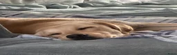 Goldador dogs for sale: Sweet goldador  in Stoke-on-Trent - Advert 9
