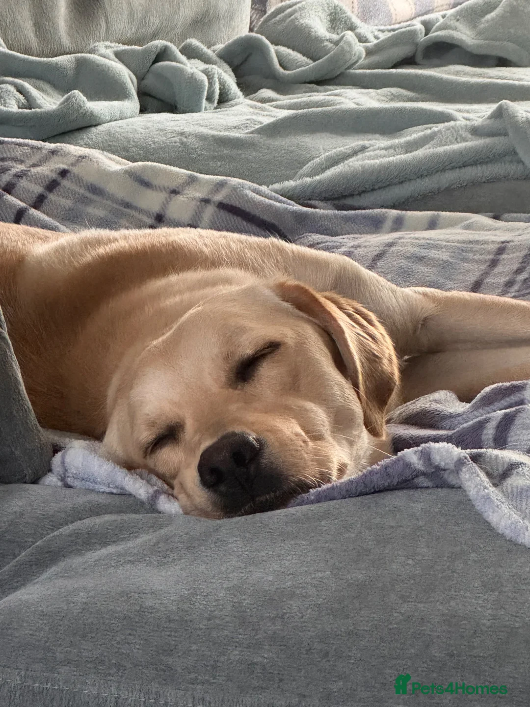 Goldador dogs for sale: Sweet goldador  in Stoke-on-Trent - Advert 9