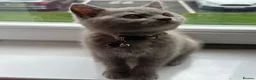 British Shorthair cats for sale: British Shorthair Kitten - Advert 7