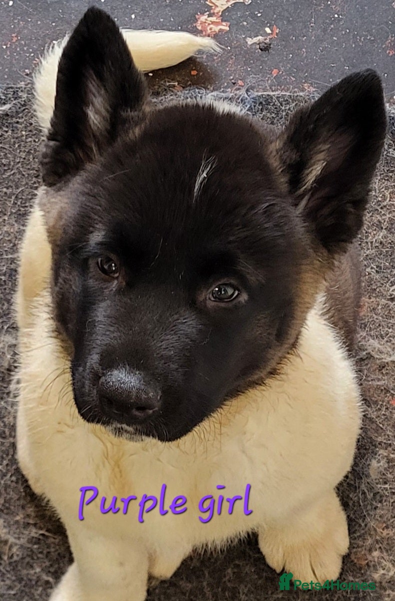 Akita dogs American Akita Puppies. Reduced Price until Sunday - Advert 1