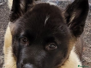 Akita dogs American Akita Puppies. Reduced Price until Sunday - Advert 1