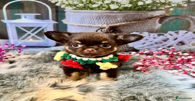 Chihuahua dogs - Advert 6