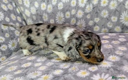 Miniature Dachshund dogs for sale: Mini Dachshund Puppies, Gorgeous Colours & Coats - Image 2