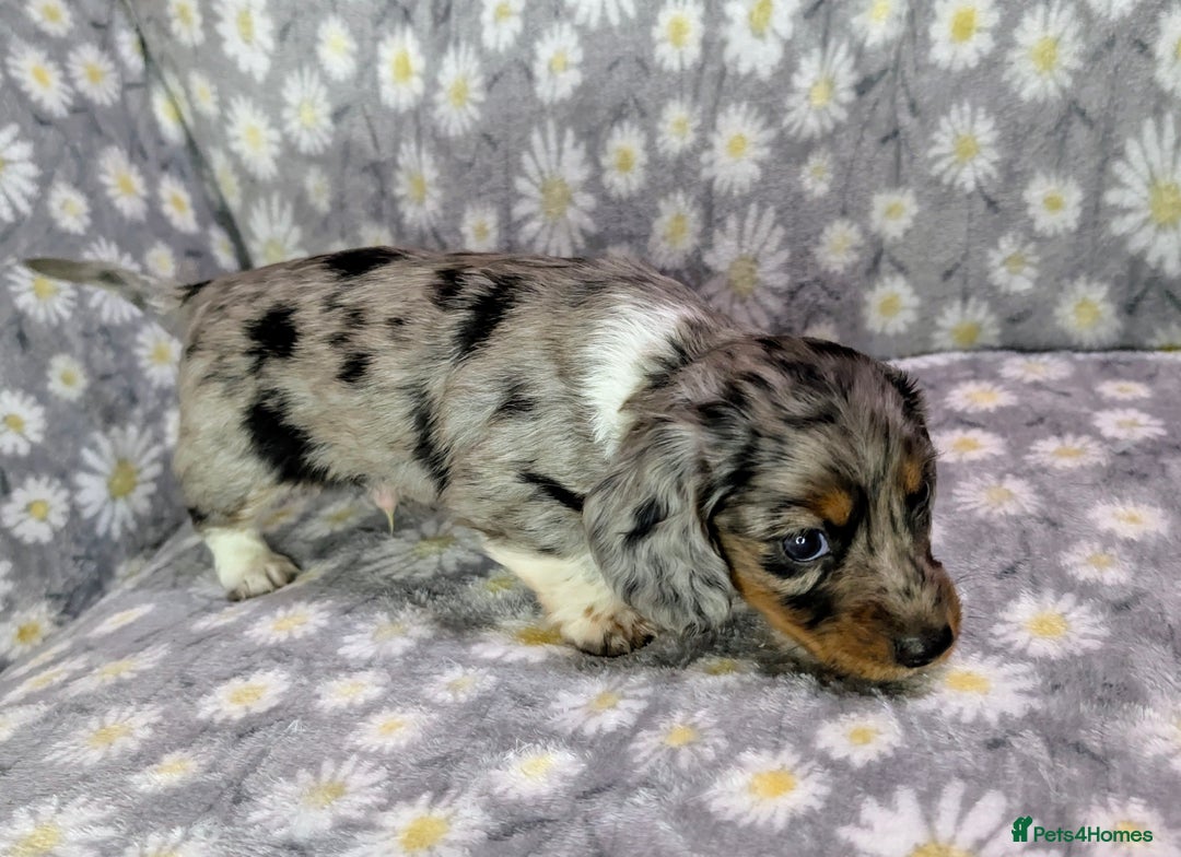 Miniature Dachshund dogs for sale: Mini Dachshund Puppies, Gorgeous Colours & Coats - Image 2