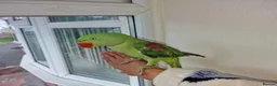 Parrots birds for sale: Super Tamed Alexanderian baby Parrot  - Advert 6