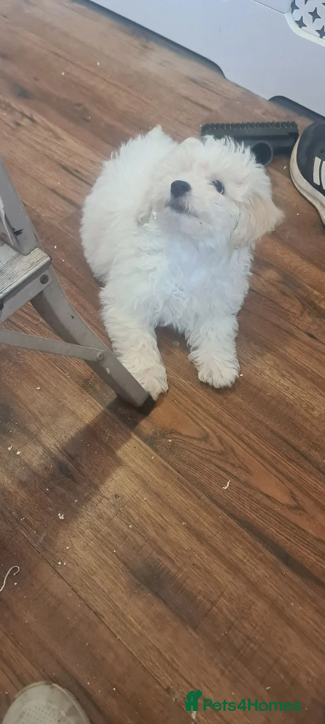 Bichon Frise dogs for sale: Beautiful female bichon frise - Advert 9