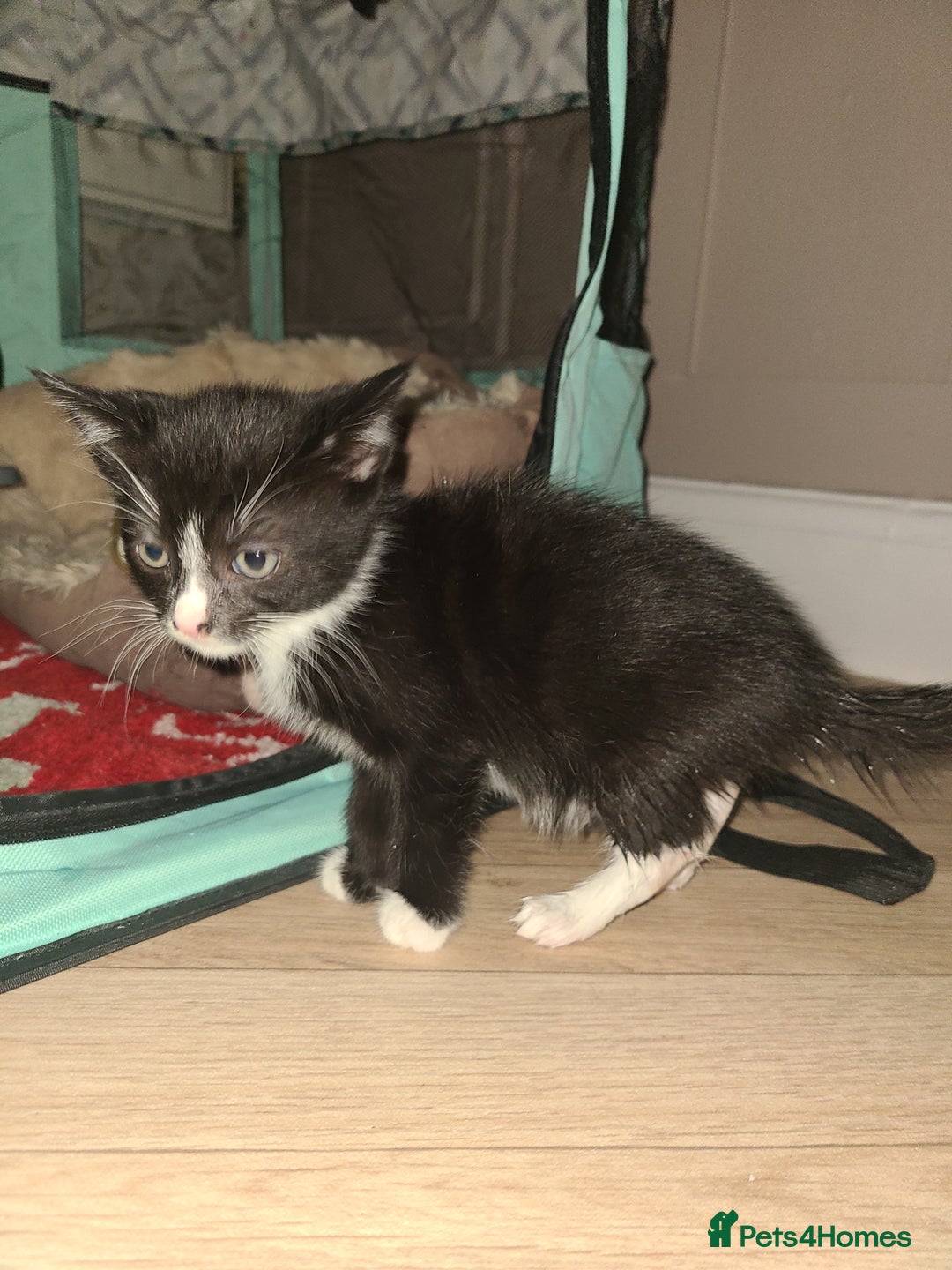 Mixed Breed cats for sale: Kittens  - Advert 2