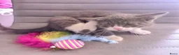 Mixed Breed cats for sale: Stunning BSH cross, Ready Now in Doncaster - Advert 11