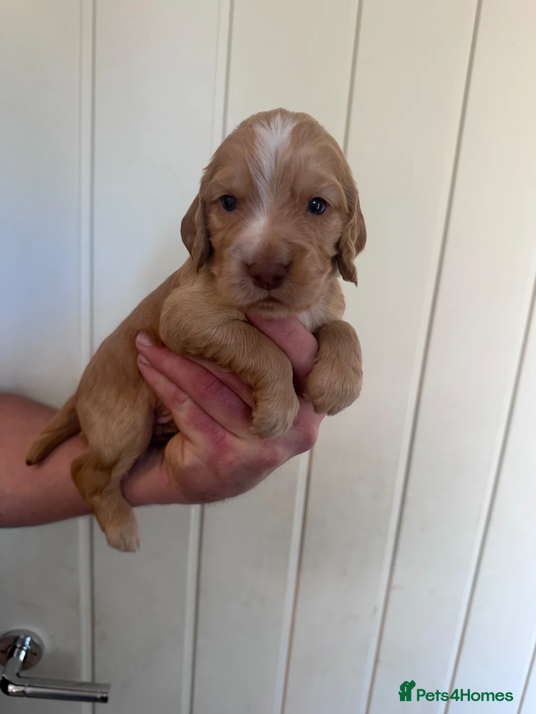 Cocker Spaniel dogs for sale: Working Cocker spaniel puppy’s for sale - Advert 7