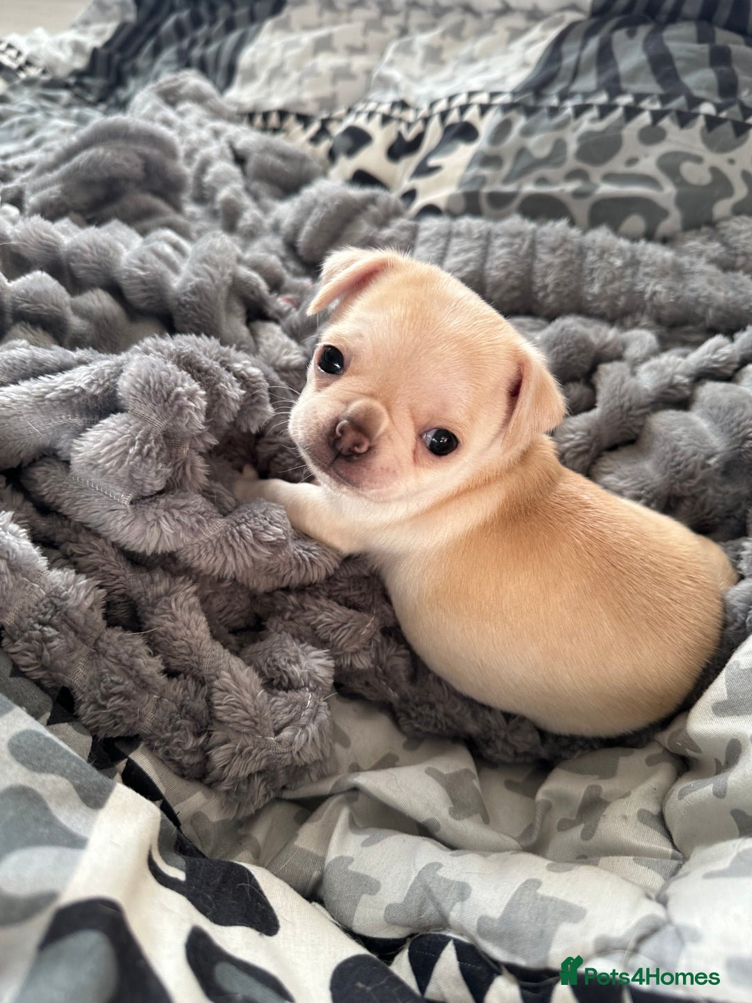 Chug dogs for sale: Beautiful cream chugs - Advert 2