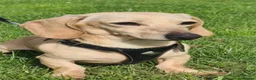 Miniature Dachshund dogs for stud: Cream dachshund stud carrys long - Advert 2