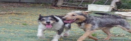 Fox Terrier dogs for adoption: Rex - fox terrier mix - Advert 9