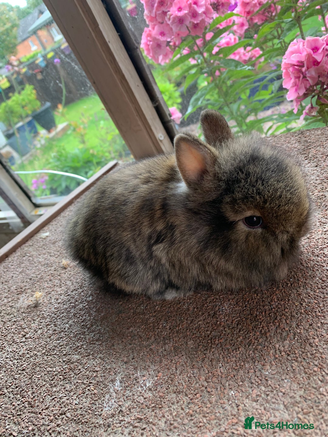 Lionhead rabbits for sale: Netherland dwarf X Lionhead  - Image 6