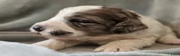 Cockapoo dogs for stud: 🐾 Cockapoo Stud Available – Healthy & Friendly🐾 - Advert 4
