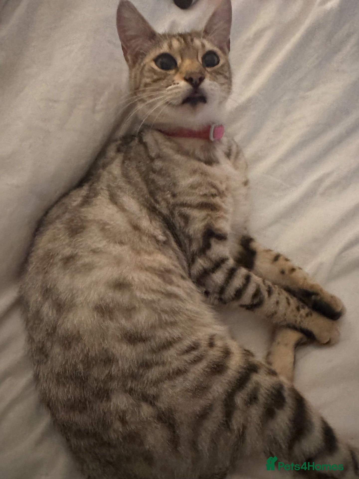 Bengal cats Beautiful Bengal X Kittens  - Advert 1