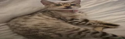 Bengal cats for sale: Beautiful Bengal X Kittens  - Advert 1